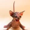 Pascal